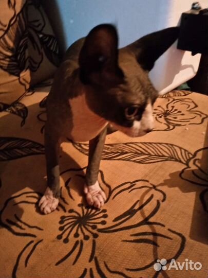 Донской сфинкс