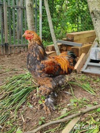 Петухи брама