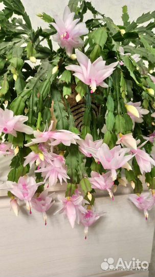 Комнатные растения (декабрист)