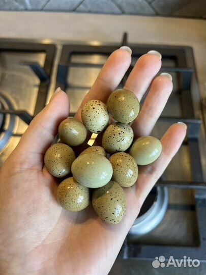 Перепела продажа