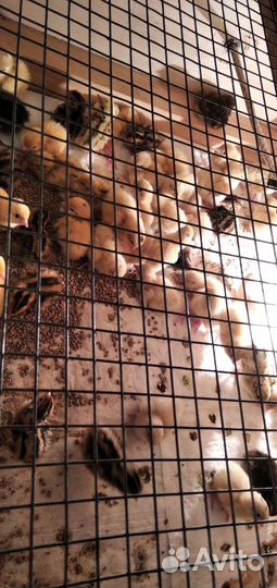 Перепела, перепелята, птица сельхоз назначения