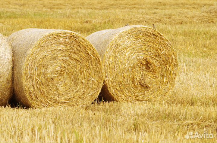 Солома,сено лесное в тюках и рулонах