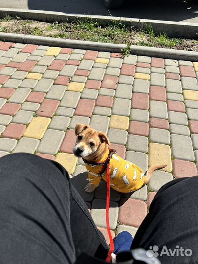 Отдам в добрые руки