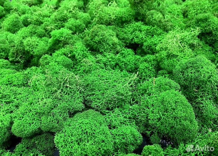 Мох стабилизированный. Картина