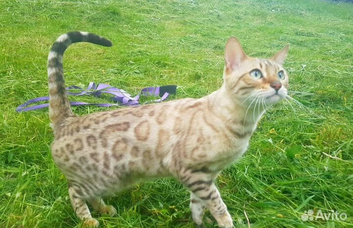 Бенгальская кошка