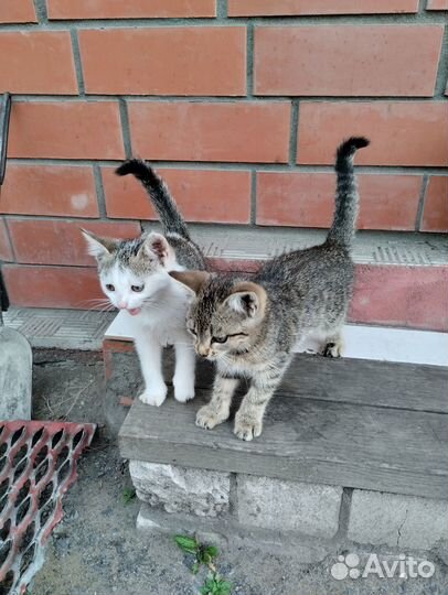 Отдам котят в добрые руки