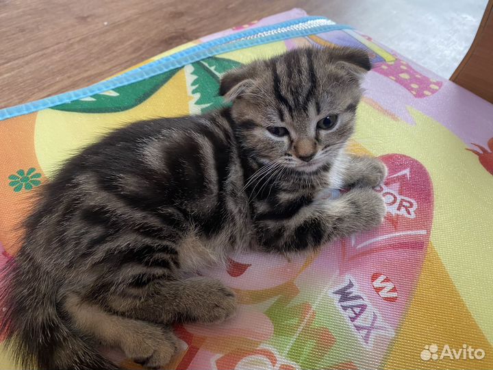 Шотландские котята