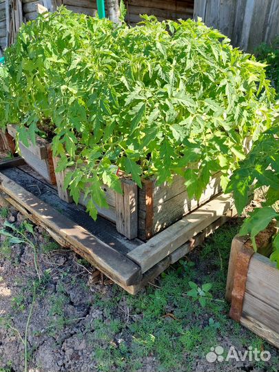 Рассада помидоры, перцы, капуста