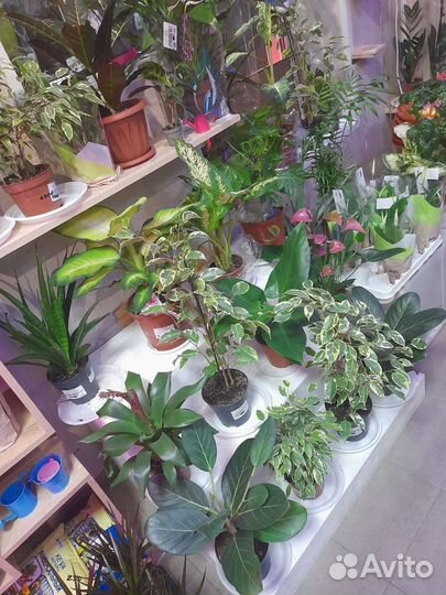 Большой ассортимент комнатных растений