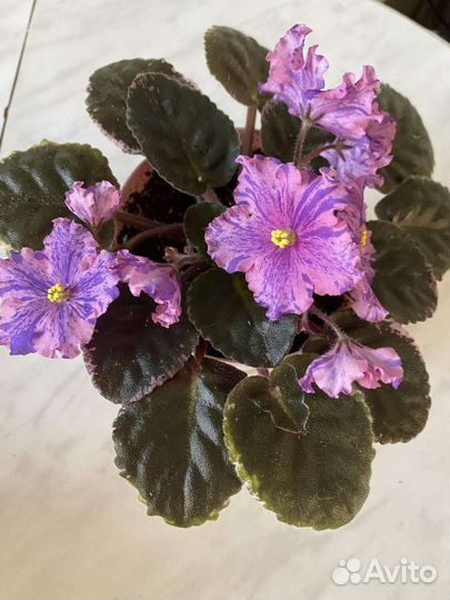 Фиалки, колерия