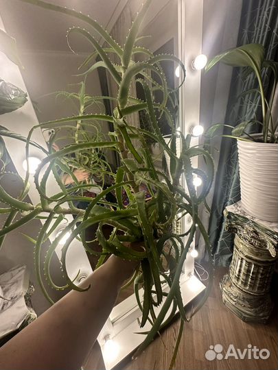 Алоэ большой (3 штуки)