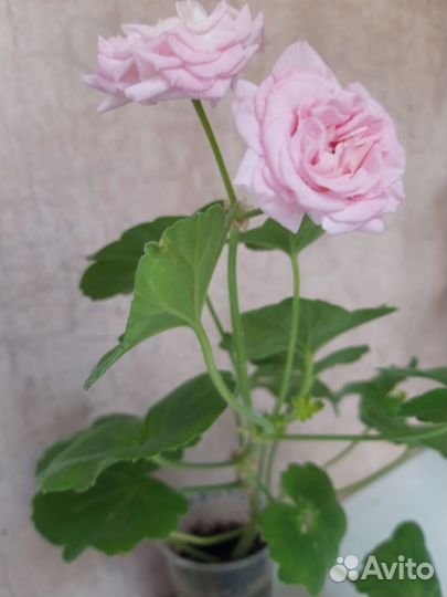 Пеларгония Леди Гертруда