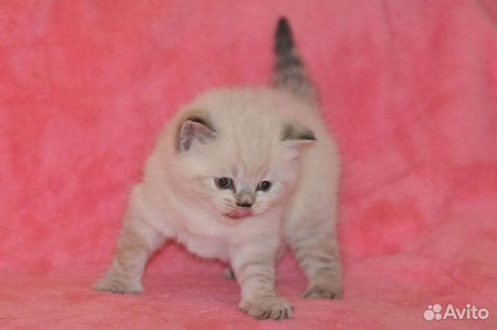 Кошечки и котики шотландские