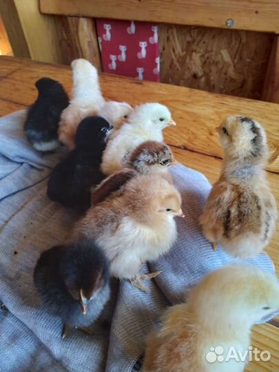 Цыплята. Индоутки на племя. Петухи