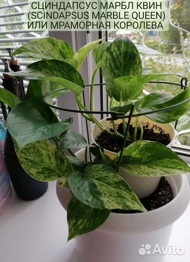 Сциндапсус эпипремнум
