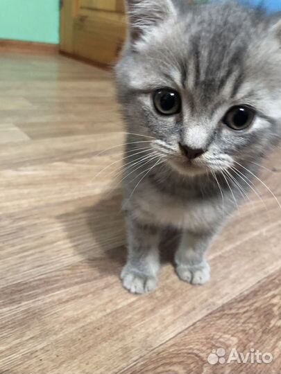 Британские котята