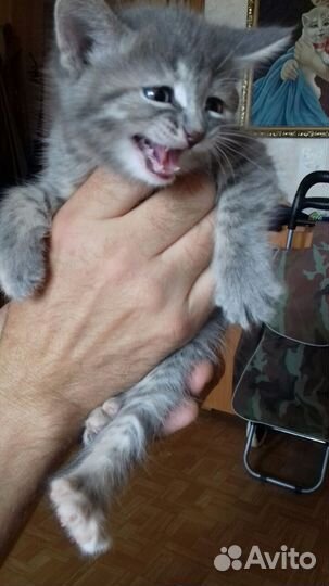 4 котенка: 1 девочка и 3 мальчика