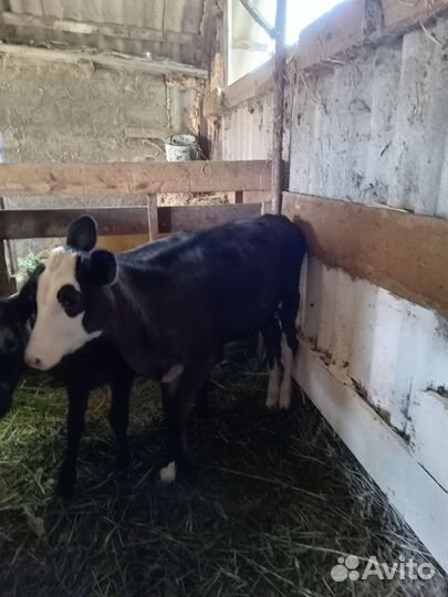 Телята телочки