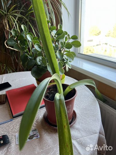 Комнатные растения цветы