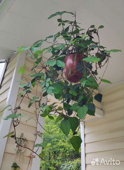 Подвесное кашпо готовое с вьющимися растениями