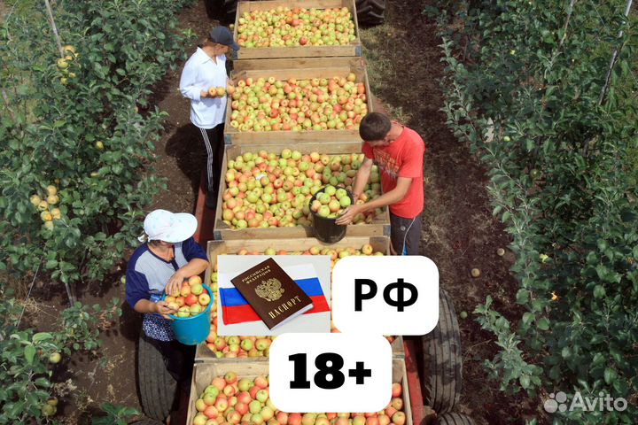 Вахта с питанием три раза сбор яблок высокая зп