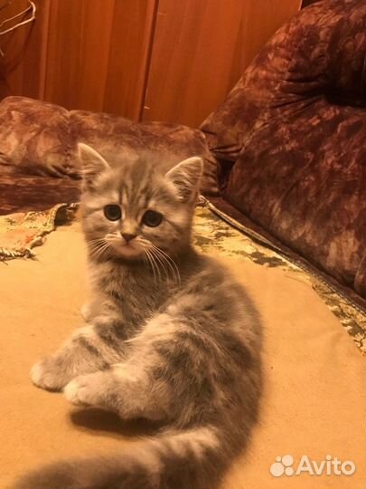 Шотландские котята