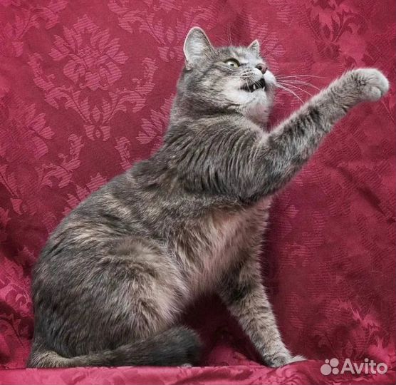 Выберите меня