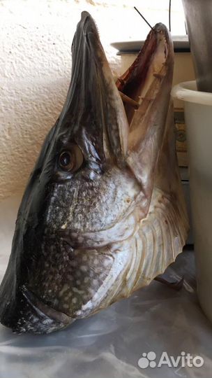 Чучело из голов рыб