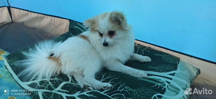 Померанский шпиц