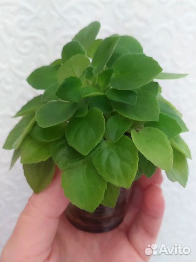 Фиалка трейлер мини сортовая