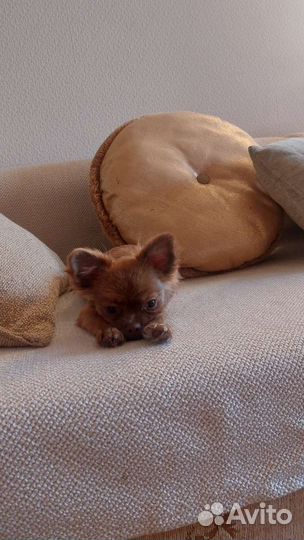 Чихуахуа мальчик