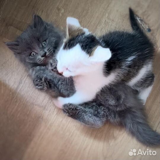 Мальчик 2 месяца