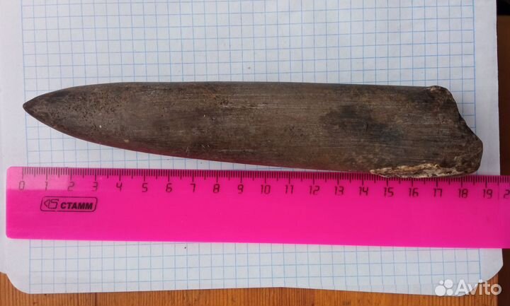 Белемнит чертов палец, окаменелость