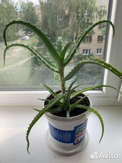 Алоэ столетник