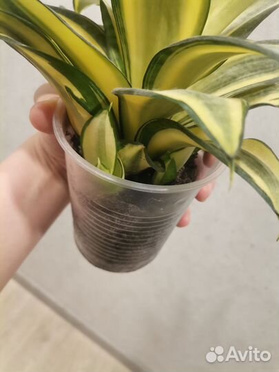 Сансевиерия ханни