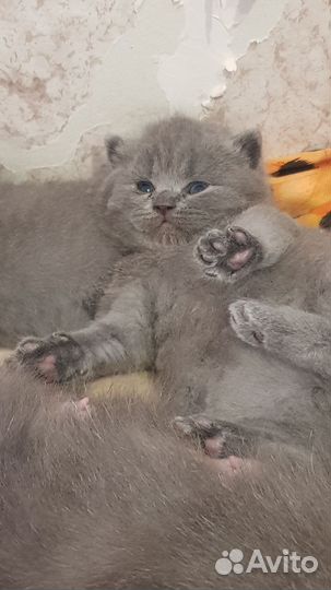 Котята в дар