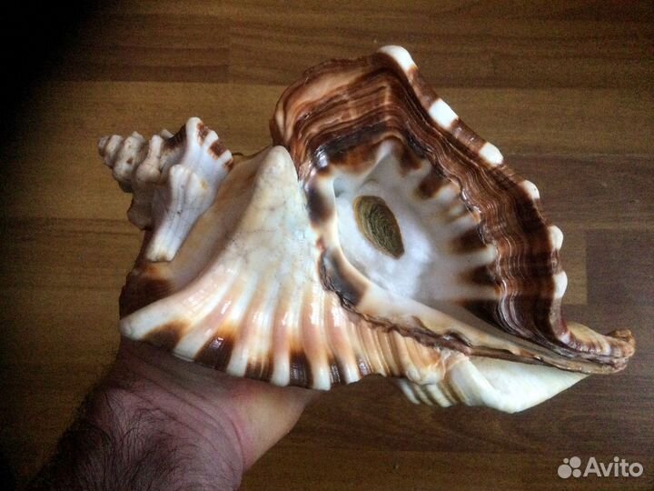 Морская раковина Cymatium Ranzanii 217,1 мм