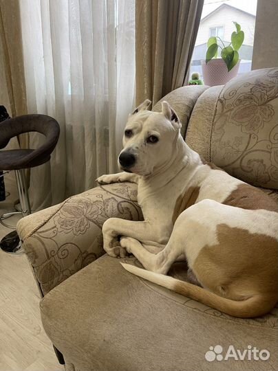 Питбультерьер вязка