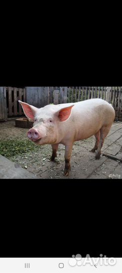 Поросенок ландрас, мангалица, дюрок, и т.д