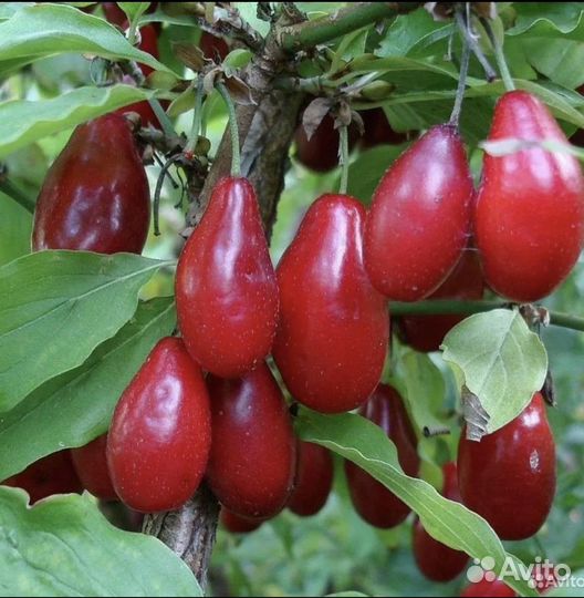 Кизил садовый