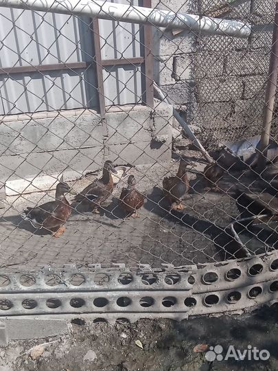 Утки подсадные для охоты