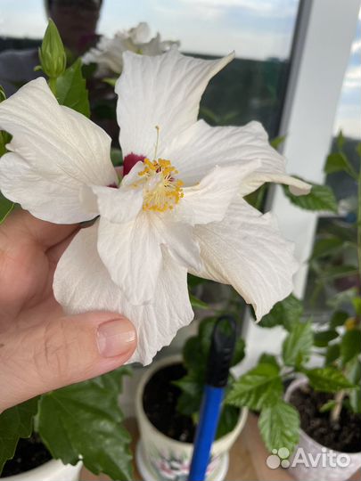 Сортовые гибискусы