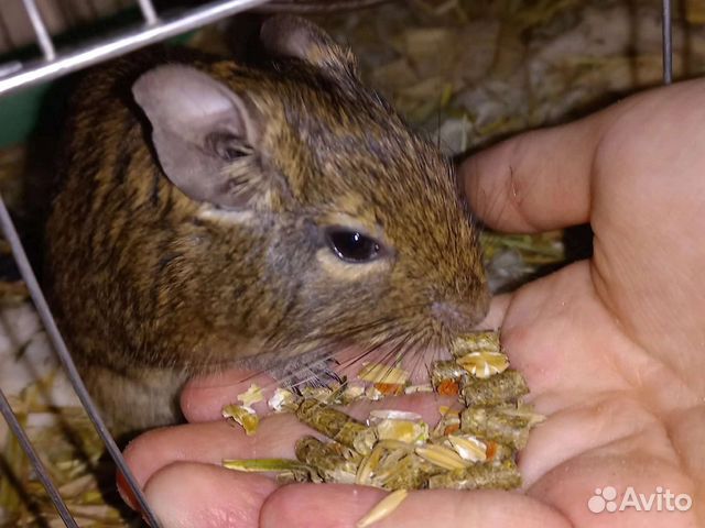 Чилийская белка дегу