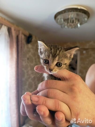 Котята от британской вислоухой в дар