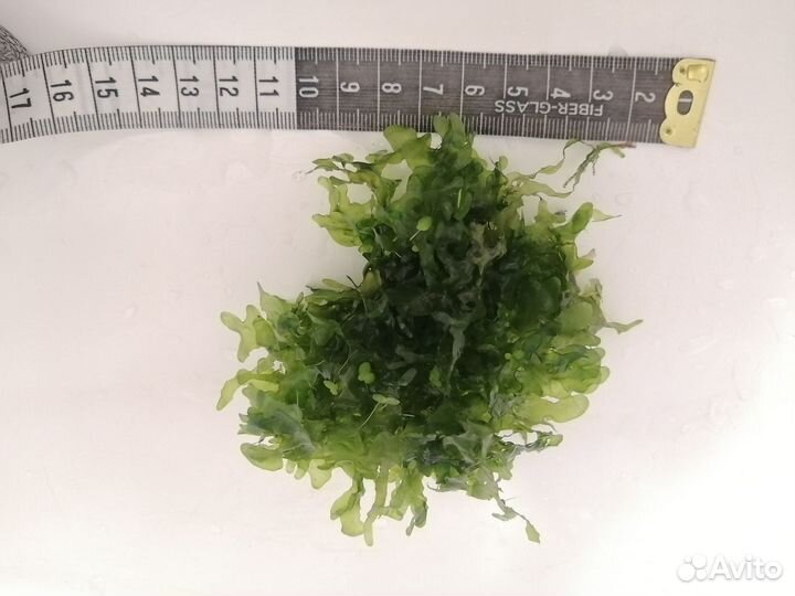 Аквариумное растение