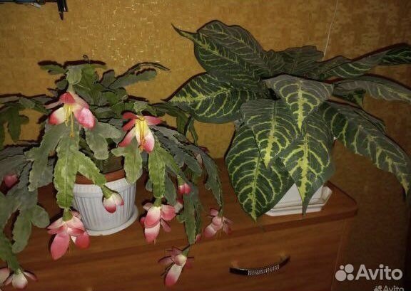 Цветы для декора