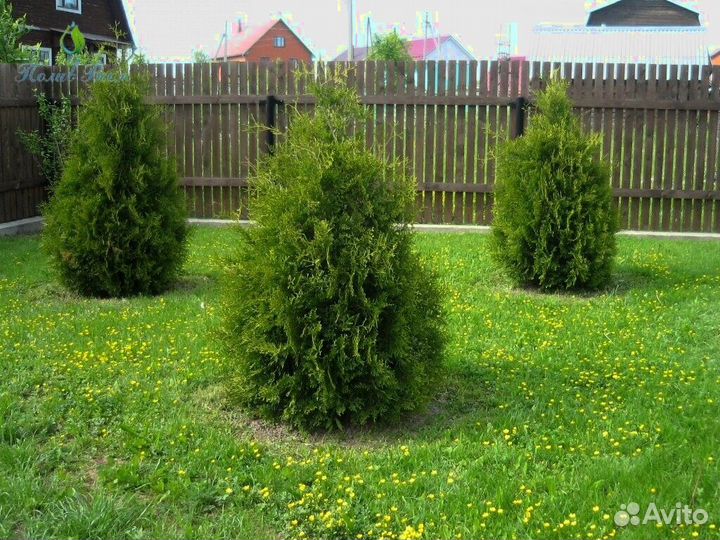 Туя Брабант Смарагд Колумна