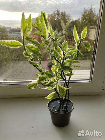 Цветок комнатный