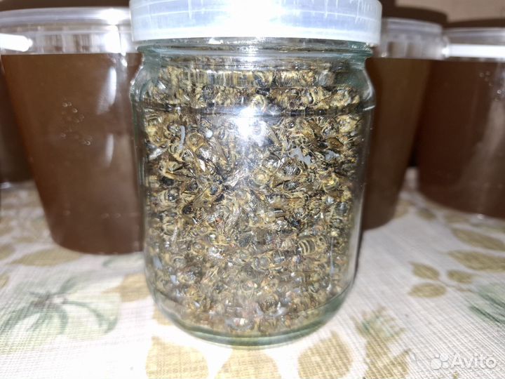 Пчелиный подмор