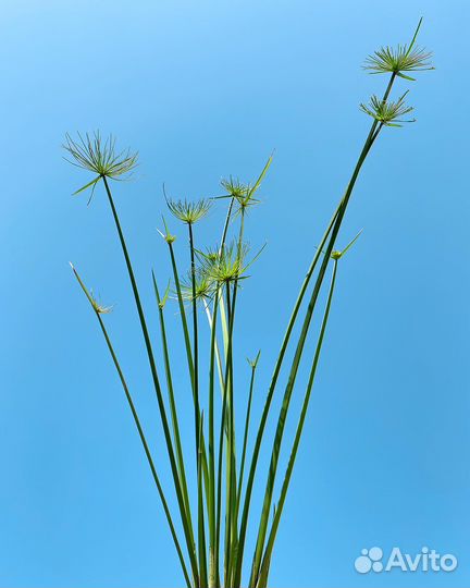 Папирус Нильский и карликовый